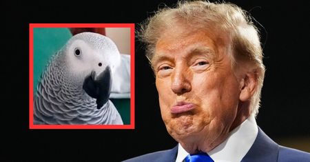 Papuga wyzywa Trumpa. Reaguje, gdy widzi prezydenta USA w telewizji