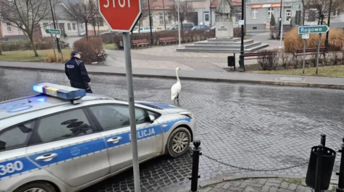 Nietypowy spacer w Trzemesznie