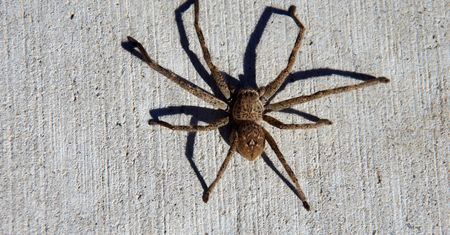Australia. Pająk wywołał panikę w samochodzie. "Zatrzymałabym auto i uciekła"