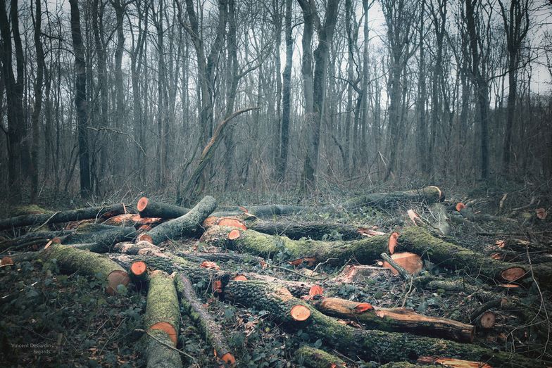 Wycinka drzew bez zezwolenia. Nowe przepisy budzą wątpliwości