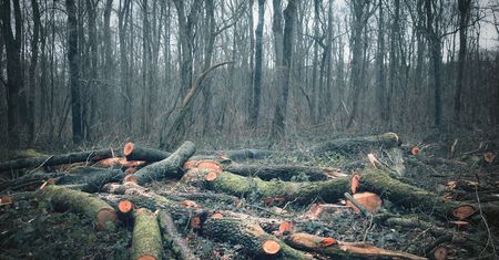 Nadleśnictwo Białowieża: w planie mniej cięć niż pierwotnie planowano