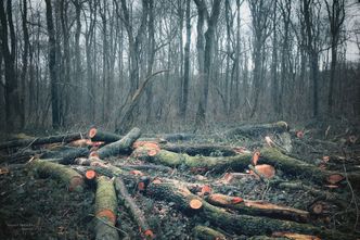 Wycinka drzew bez zezwolenia. Nowe przepisy budzą wątpliwości