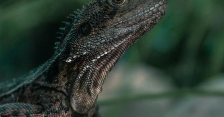Łączy węża i jaszczurkę. Odkryto nowy gatunek sprzed 167 mln lat