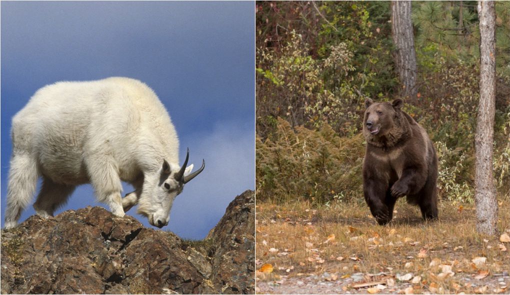 Grizzly zaatakował kozicę śnieżną. Nieoczekiwanie sam stał się ofiarą