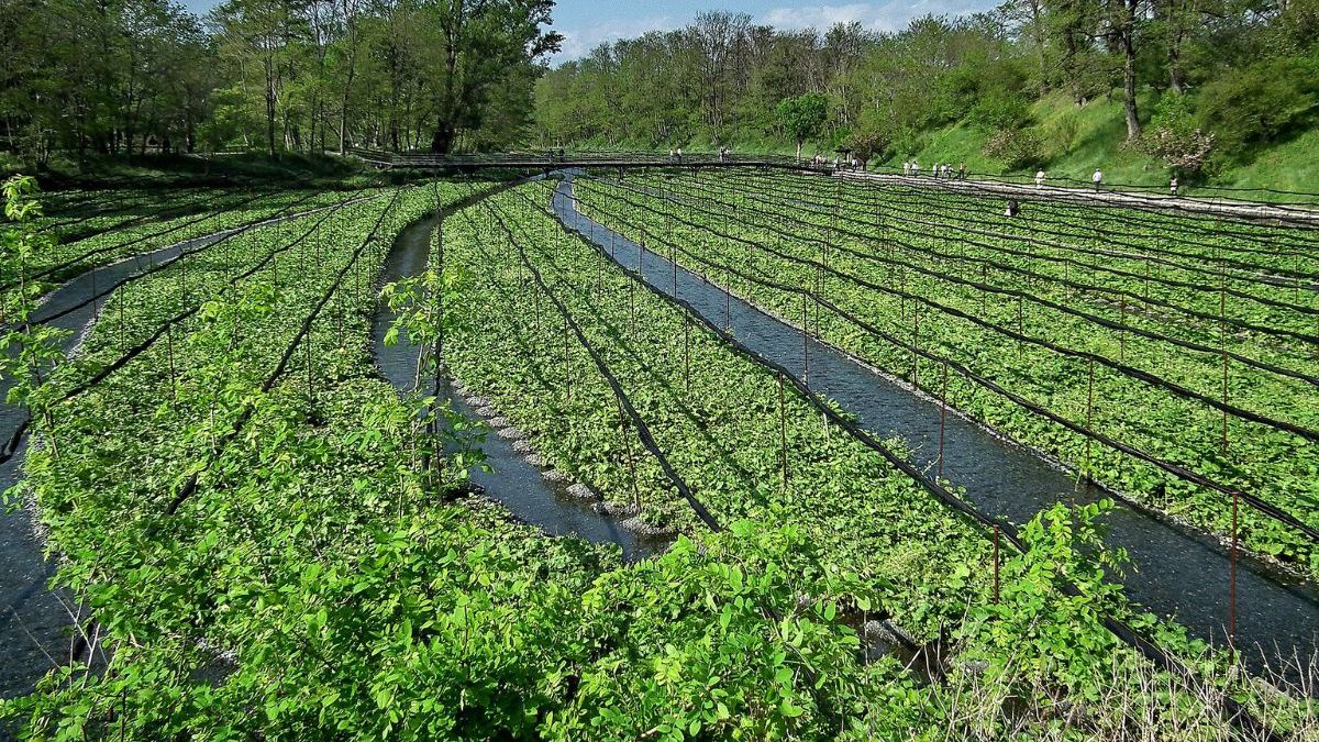 Cena kłącza wasabi sięga 1200–1500 zł za kilogram