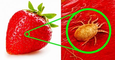17 zaskakujących zdjęć produktów żywnościowych pod mikroskopem, które jesz na co dzień