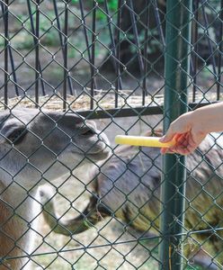 Nigdy nie róbcie tego w zoo. Takie zachowanie szkodzi zwierzętom