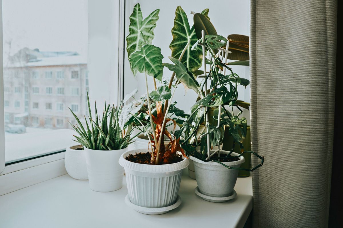 Potted plants on the windowsill