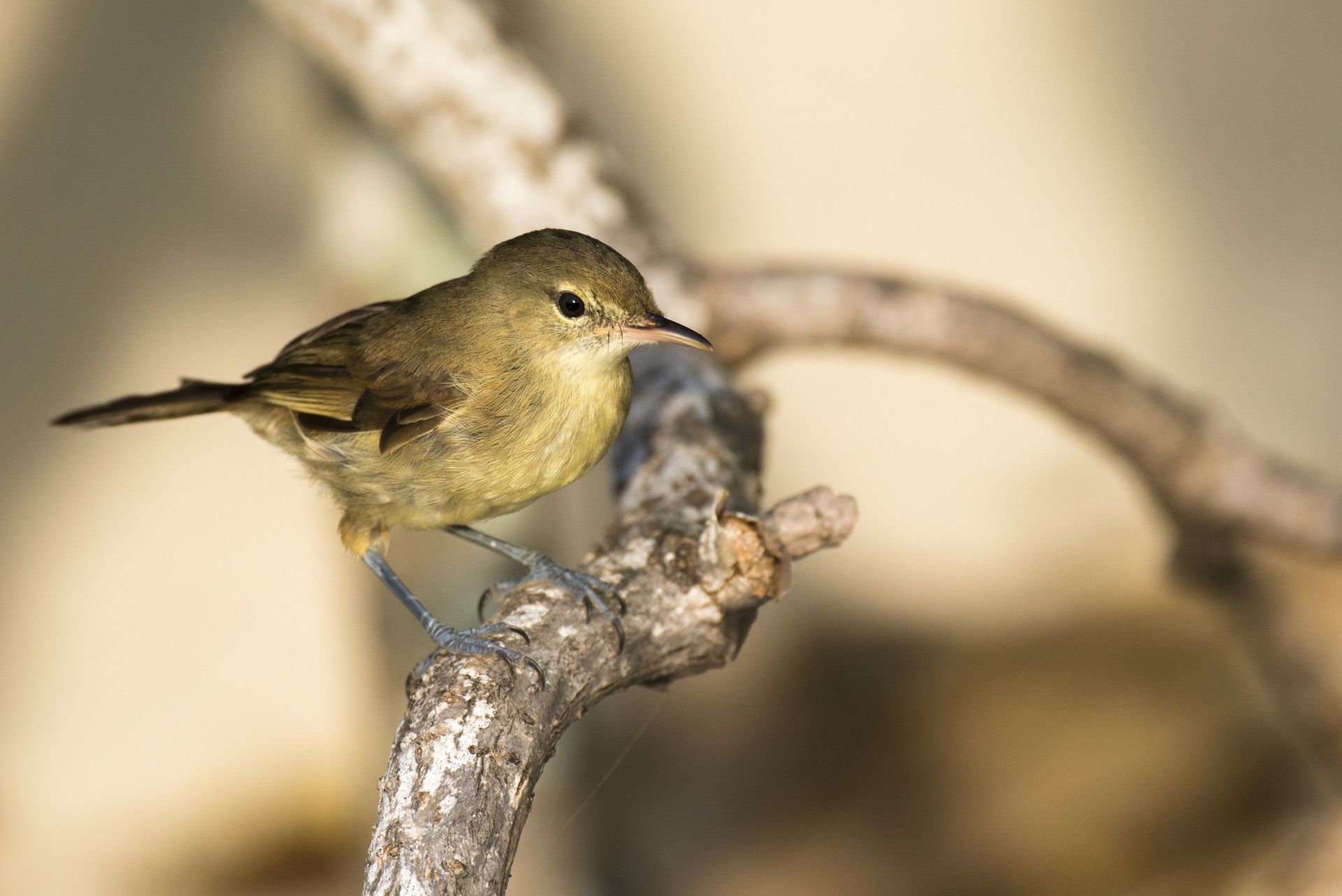 Domownicy zmieniają twoje jelita? Badanie na ptakach sugeruje, iż tak
