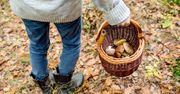 Podkarpackie. Lasy w okolicach Dukli i Rymanowa odwiedzają grzybiarze z Rumunii