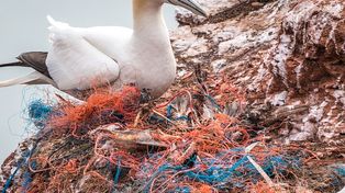Jak mikroplastik wpływa na mózg? Naukowcy wskazują 5 dróg uszkodzeń