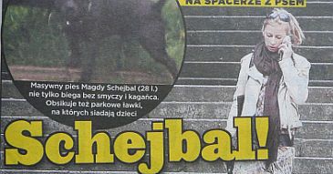 Schejbal bez smyczy i kagańca