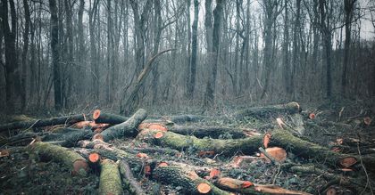 Nadleśnictwo Białowieża: w planie mniej cięć niż pierwotnie planowano