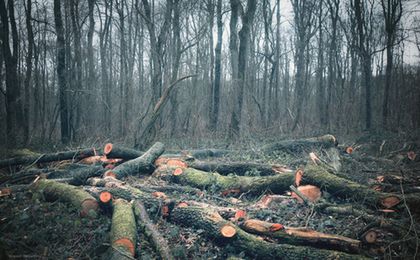 Kary za wycinkę drzew mniej dotkliwe. Nowe prawo weszło w życie