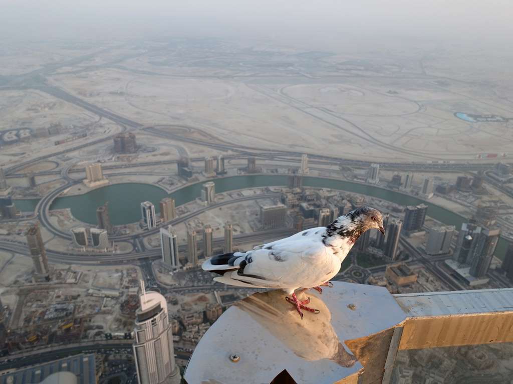 Nowy poziom selfie, czyli zdjęcie z 830-metrowego Burj Khalifa w Dubaju 5