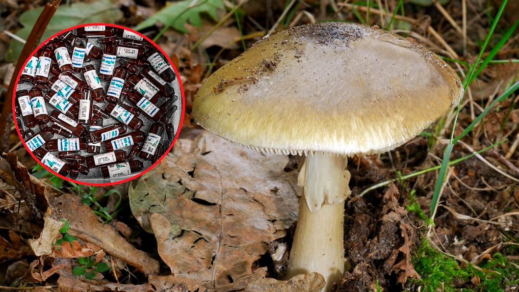 Pacjenci po zatruciu muchomorem sromotnikowym muszą przyjąć ogromne dawki odtrutki