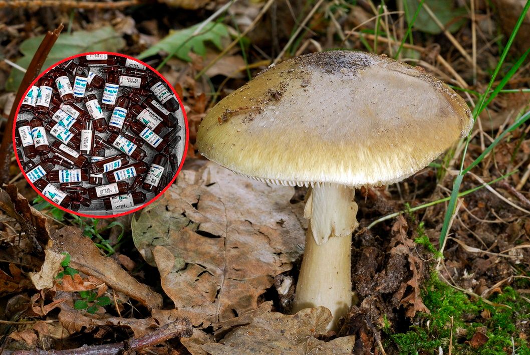 Muszą je dostać już godzinę po zatruciu muchomorem. "To wszystko dla jednej osoby"