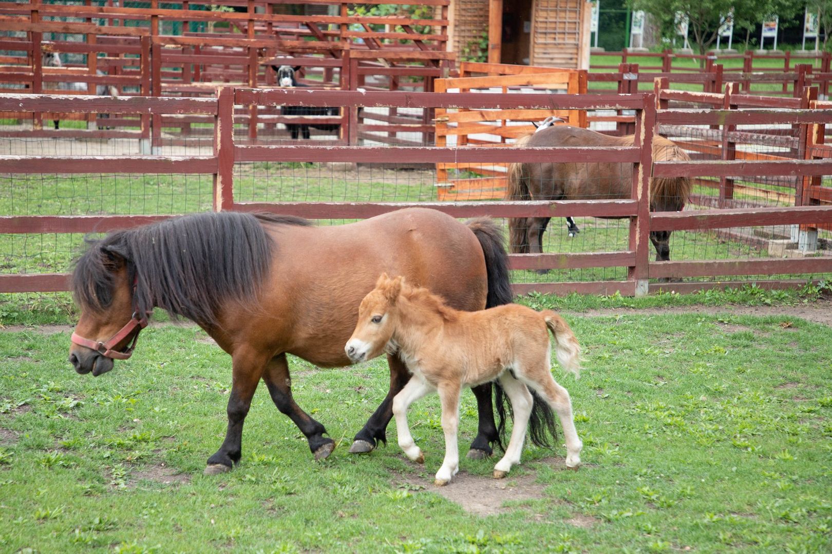 Lubin. Odwiedzający ZOO prawie otruli kucyka. Przestroga dla innych