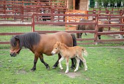 Lubin. Odwiedzający ZOO prawie otruli kucyka. Przestroga dla innych