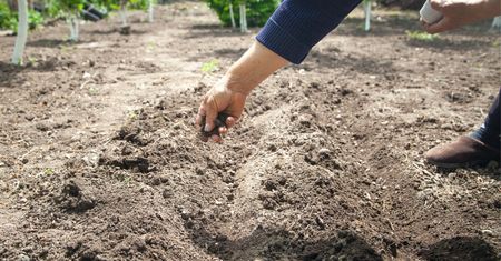 Niszczą uprawy. Rolnicy są załamani. "Rozmowa z rodzicami nie pomaga"