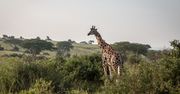 Kenia. Trwa ewakuacja żyraf, którym grozi śmierć