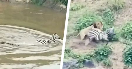 Zebra uciekała przed krokodylem. Nagle pojawił się lew