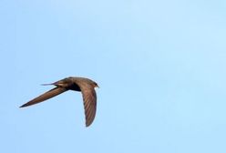 Sosnowiec. Jerzyki pomogą walczyć z komarami. Miasto zakupiło 400 budek lęgowych