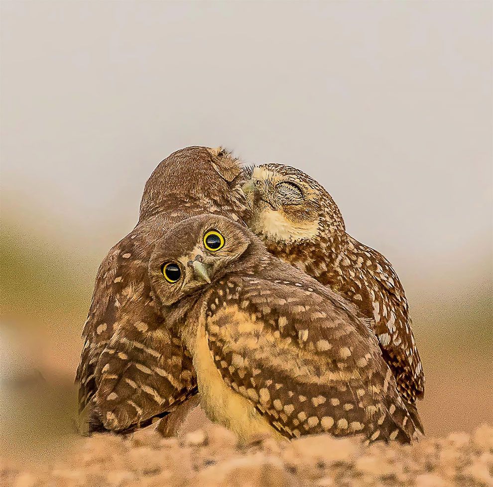 Najzabawniejsze zdjęcia finalistów The Comedy Wildlife Photography Awards 2017 5