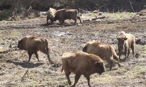 Dramatyczne informacje z Podkarpacia. Ważna atrakcja będzie zamknięta