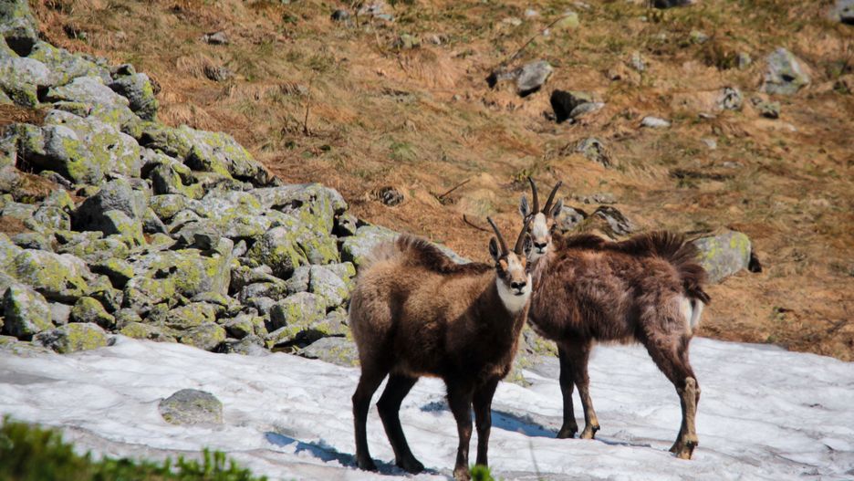 W Tatrach żyje coraz mniej kozic 