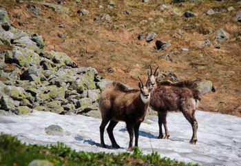 Coraz mniej kozic w Tatrach. Winni są m.in. turyści