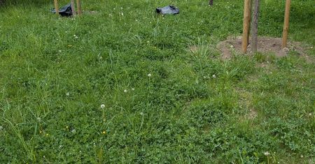 Zamiast pomagać – niszczą. Płock apeluje o szacunek dla miejskiej zieleni