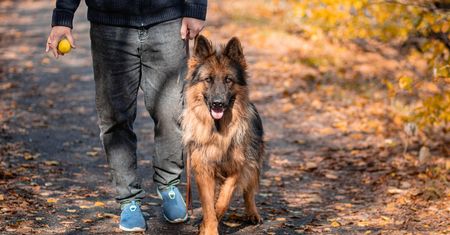 Właściciele psów mogą dostać dodatek emerytalny. Nawet ponad 500 zł