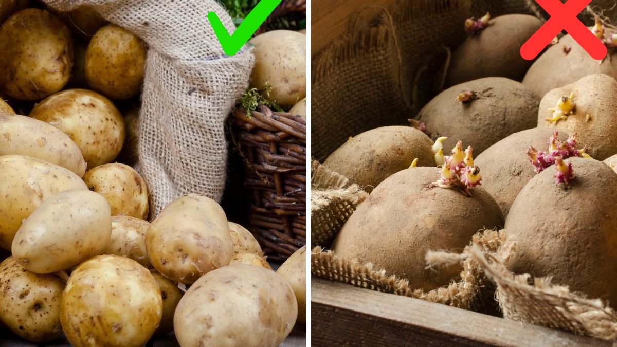 Przechowuj ziemniaki w odpowiedni sposób, a posłużą na dłużej