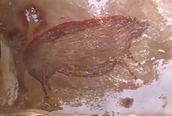 Dzika świnia z Celbes. Odkryto najstarsze malowidło naskalne w historii