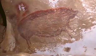 Dzika świnia z Celbes. Odkryto najstarsze malowidło naskalne w historii