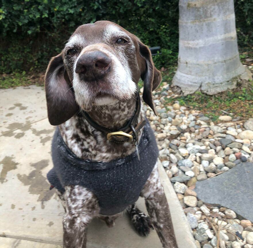 Psim seniorom trudno się oprzeć.