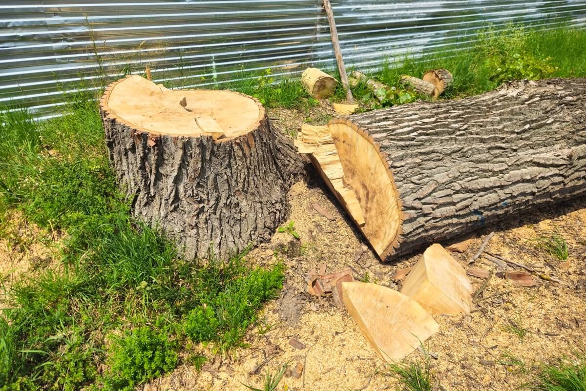 Wycięte topole obok budowanej Biedronki przy ul. Krężnickiej