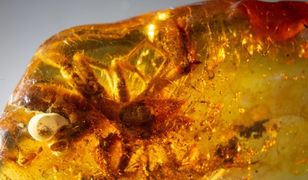 Trzeci taki okaz na świecie. Niesamowity bursztyn pokazany w Gdańsku