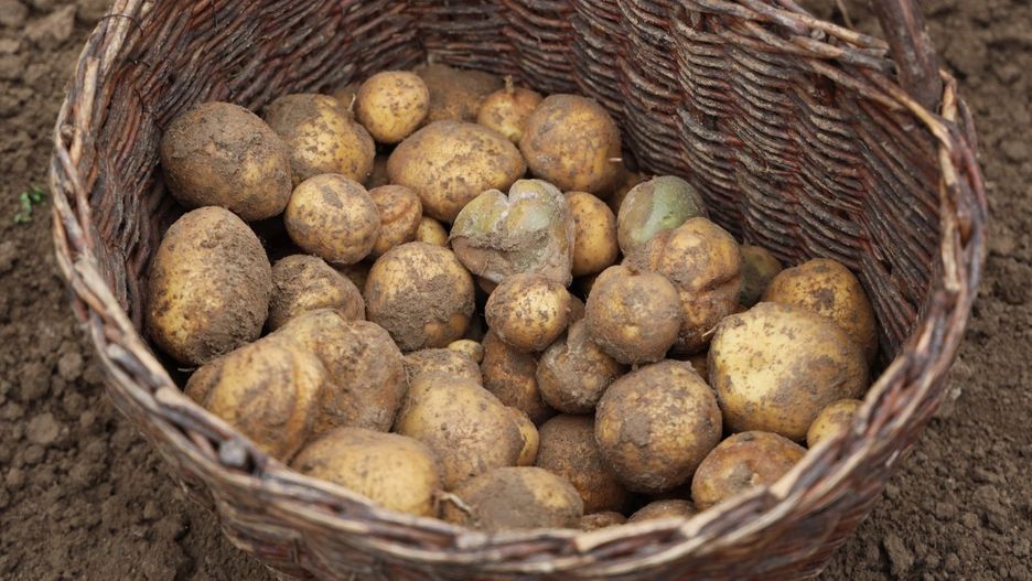 W tym sezonie rolnicy mierzyli się z wieloma trudnościami.