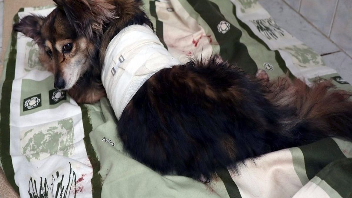 Skatowany pies był operowany z powodu uszkodzenia opłucnej