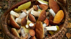 Właściwości grzybów. Oto 5 powodów, dla których warto je jeść