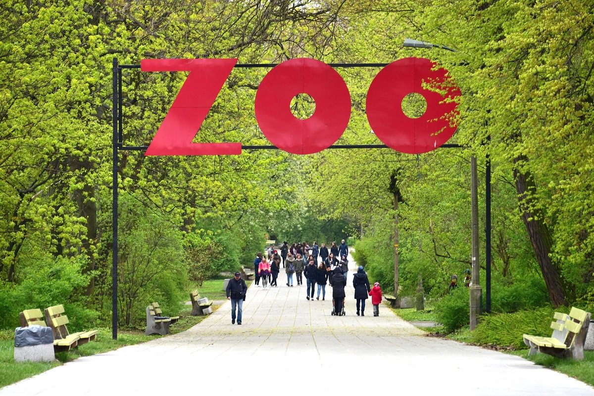 Skandal w Warszawie. Rzucali gorylowi jedzenie. ZOO apeluje