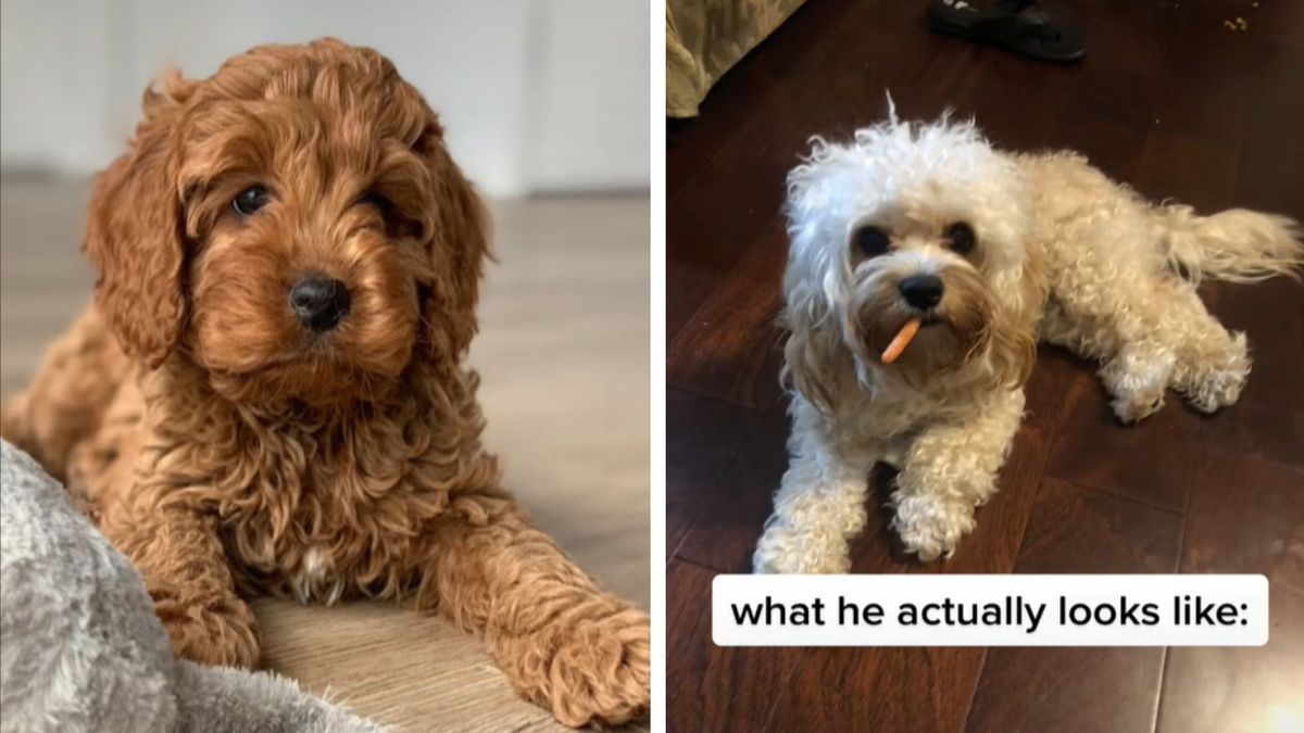 Kobieta wydała na psa kilka tysięcy złotych