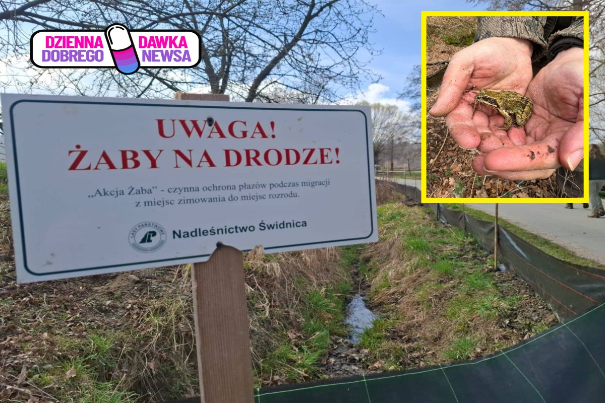 Wyjątkowa akcja w Nadleśnictwie Świdnica. Ratują życie żabom