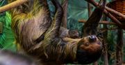 Legnica: "Witaj maluchu". Wspólny projekt miasta i ZOO w Görlitz dla najmłodszych
