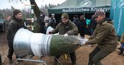 Ceny choinek. Leśnicy mówią, skąd są drzewka w supermarketach