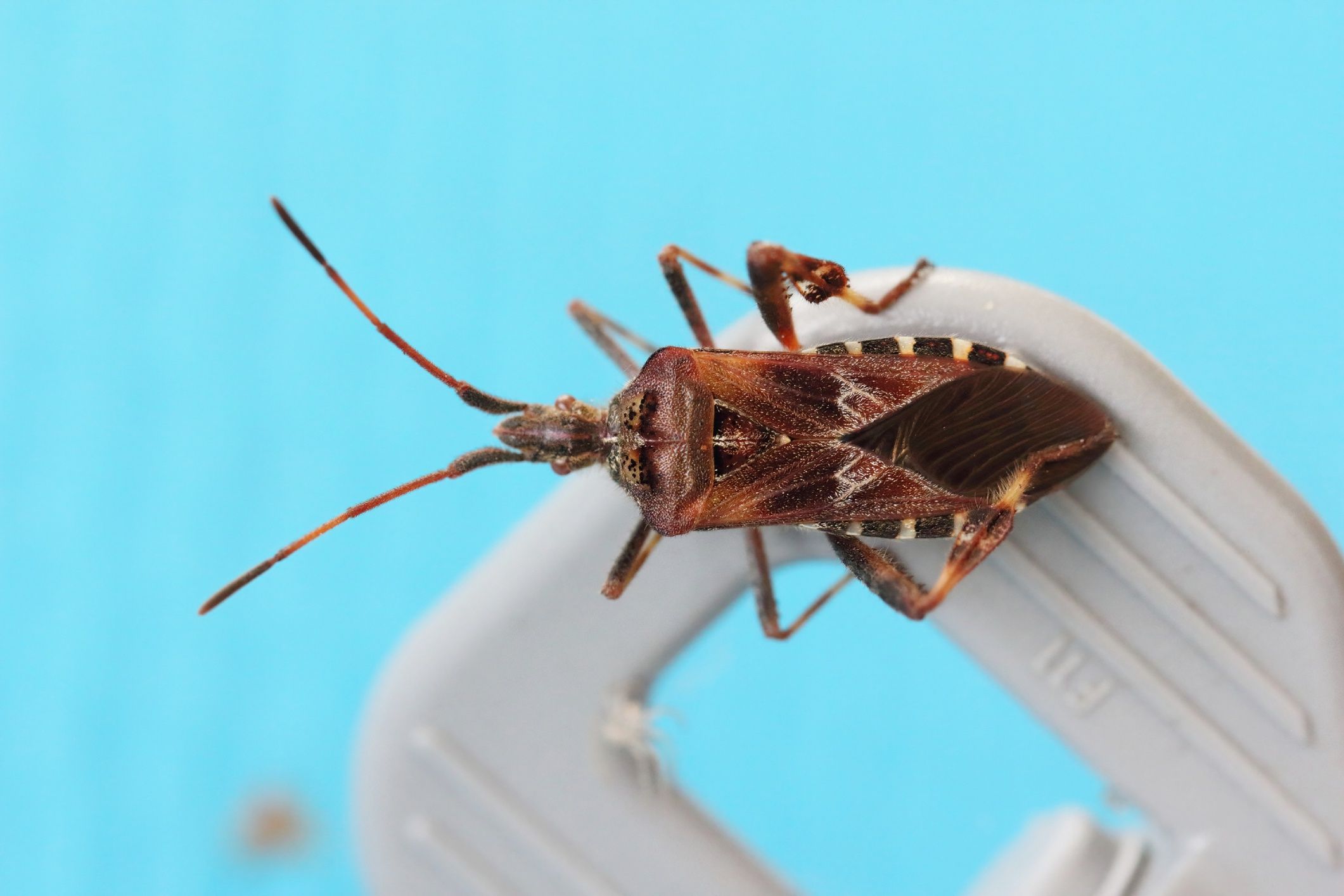 Leptoglossus occidentalis - wtyk amerykański