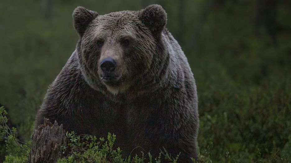 Atak niedźwiedzia w Bieszczadach