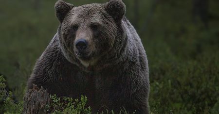 Atak niedźwiedzia w Bieszczadach. Ciężko ranny mężczyzna
